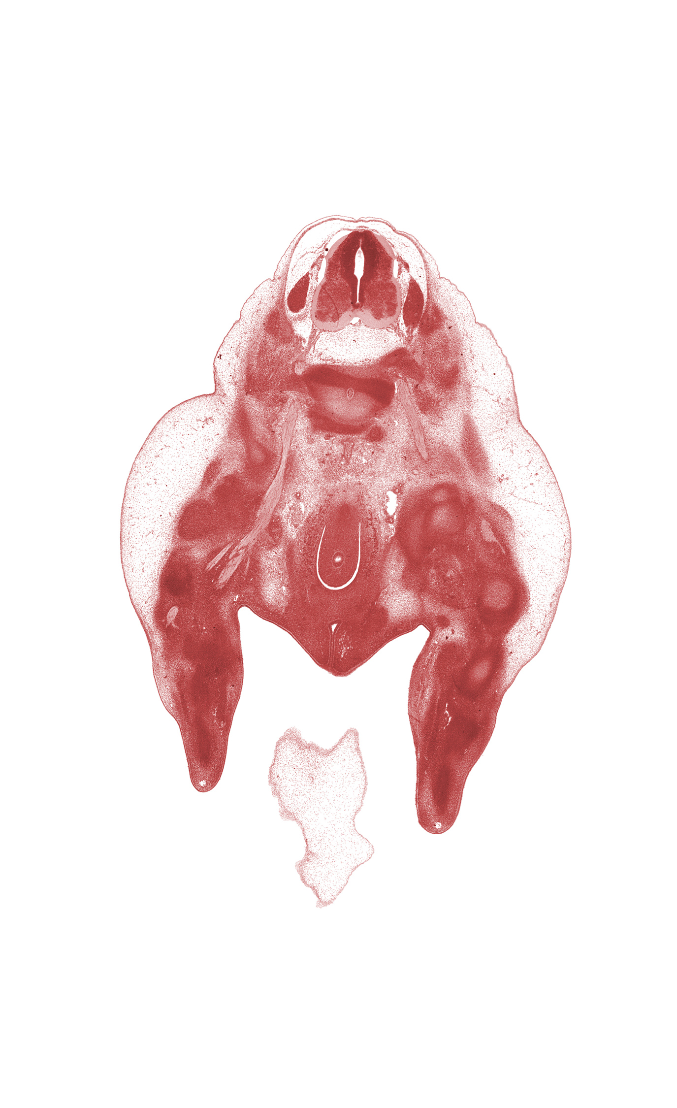 L-3 spinal ganglion, L-4 / L-5 intervertebral disc, L-4 ventral primary ramus, blastemata of extensor muscles in leg, blastemata of flexor muscles in leg, blastemata of thigh muscles, central canal, hindgut, intermediate zone, internal iliac vein, labial swelling, lumbar plexus, marginal vein, marginal zone, median sacral nerve, sciatic nerve, urethral groove, ventricular zone