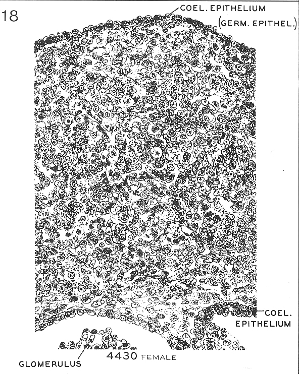 Coelomic epithelium