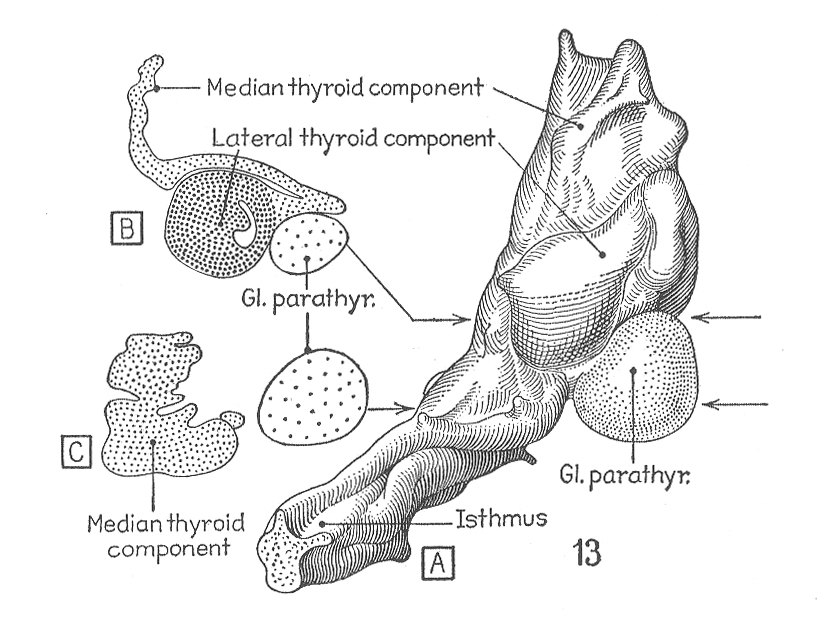 Medial aspect of the right half of the thyroid gland