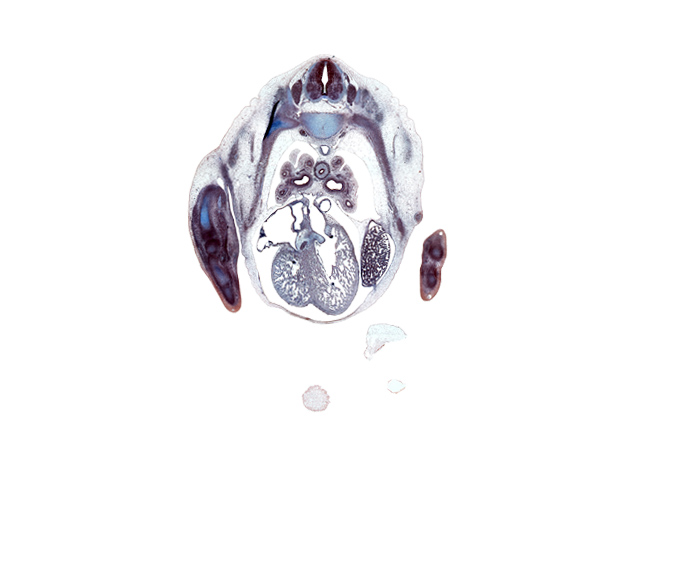 T-4 spinal ganglion, anterior interventricular sulcus, aorta, caudal edge of upper lobe of right lung, edge of frontal prominence, hand ray, horizontal fissure, humerus, left atrioventricular (mitral) valve, left lobe of liver, lower lobe of left lung, lower lobe of right lung, lower secondary bronchus, median nerve, metacarpal cartilage, middle lobe of right lung, notochord, oblique fissure, pulmonary vein(s), right atrium, right ventricle, ulnar nerve, upper lobe of left lung, upper secondary bronchus, valve of inferior vena cava