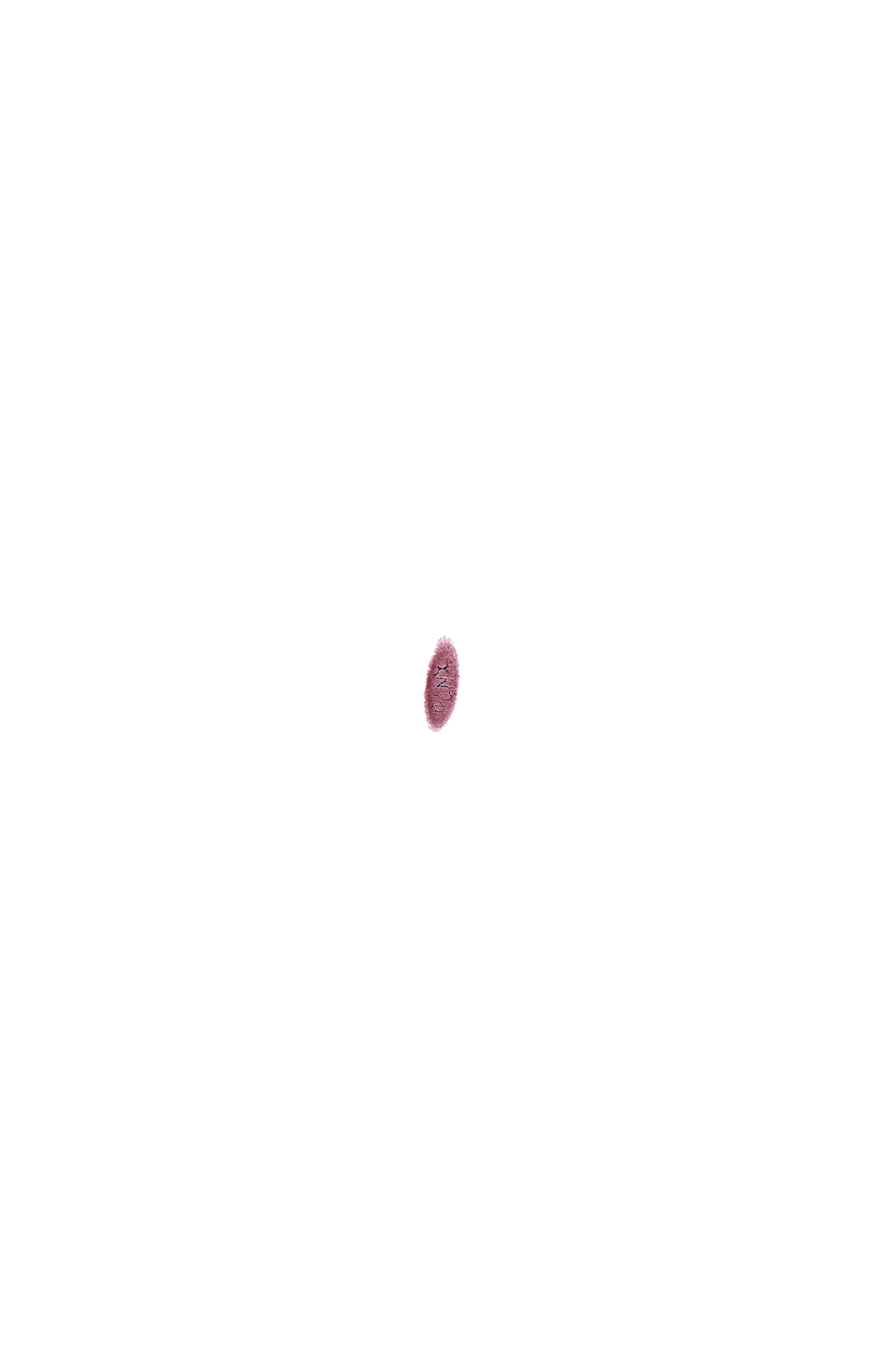 tangentially cut surface ectoderm, vascular plexus