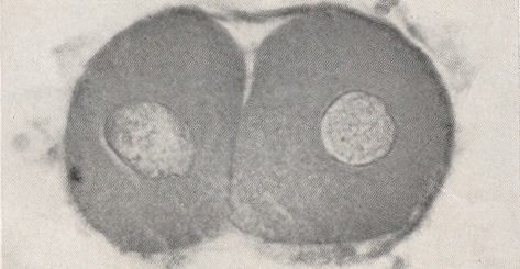 Mid-serial section showing nuclear detail