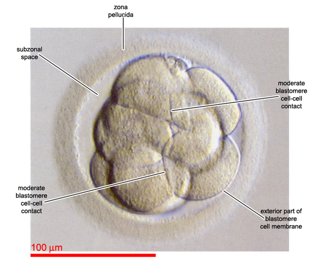 Moderate cell-cell contact in a compacting embryo