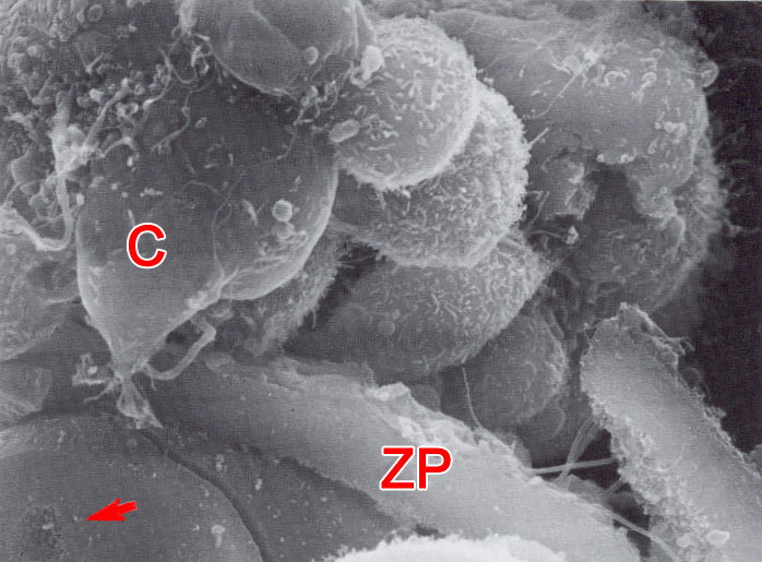 Periphery of a 5-cell embryo