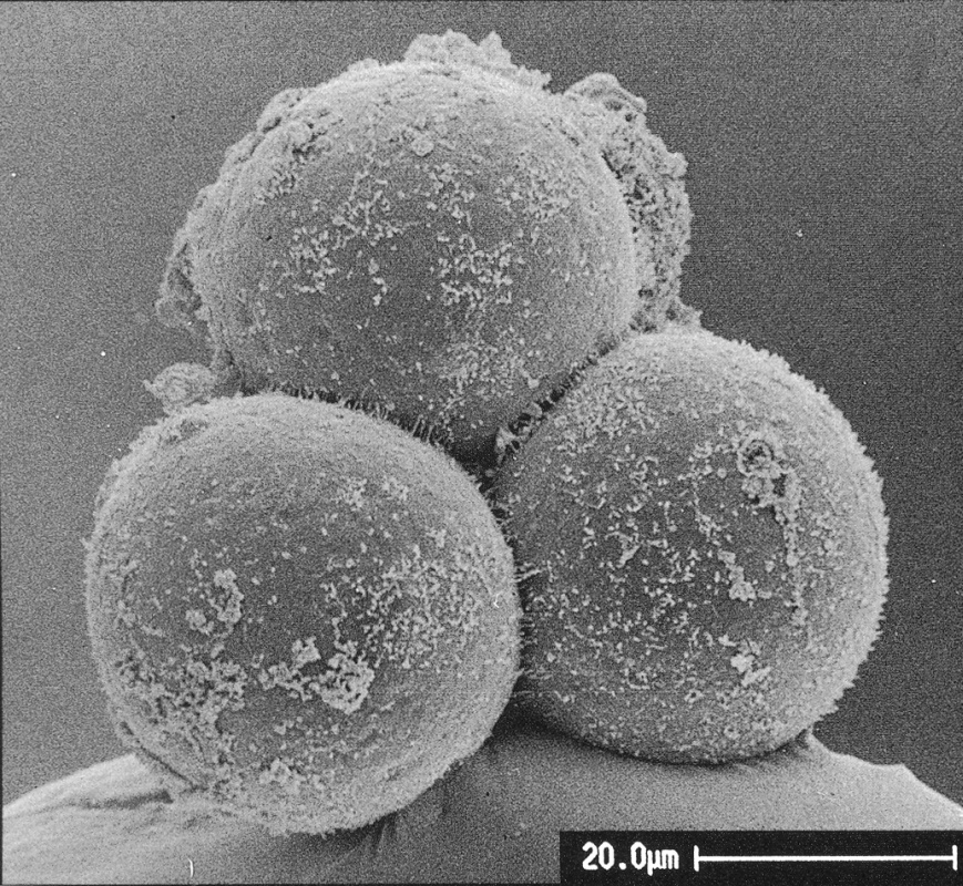 4-cell embryo