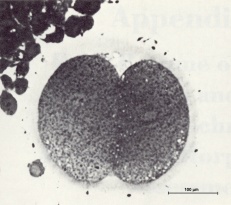 2-cell embryo undergoing mitosis