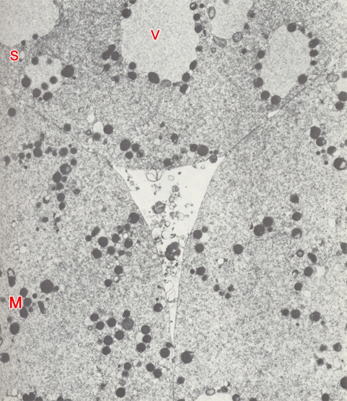 Central cavity of a 4-cell embryo