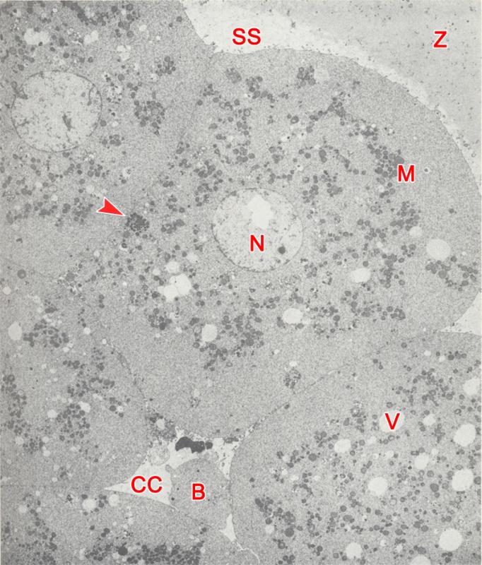 Central cavity of an 8-cell embryo