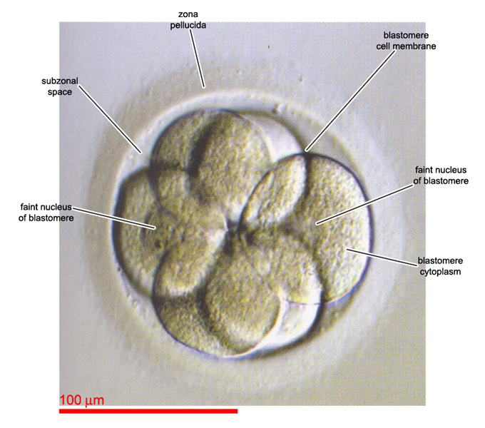 6-cell embryo