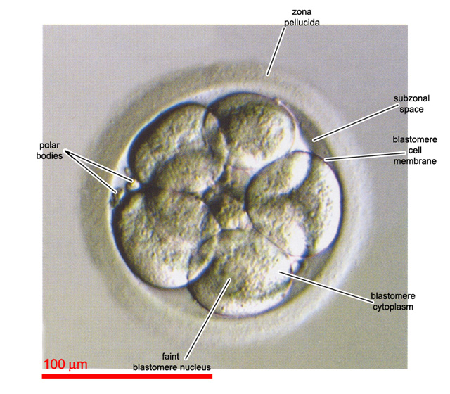 8-cell embryo