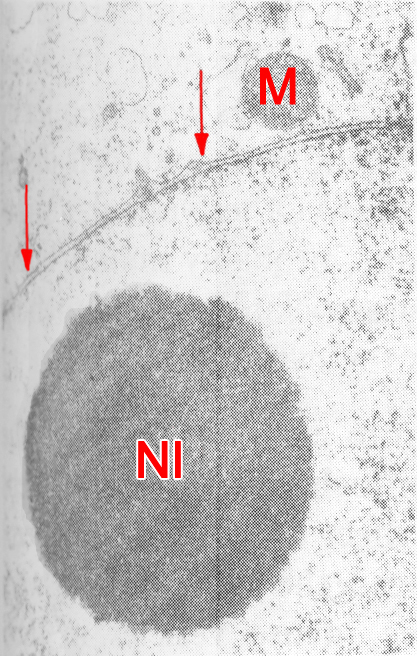 Nuclear membrane and nucleolus of a 2-cell embryo