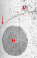 Nuclear membrane and nucleolus of a 2-cell embryo