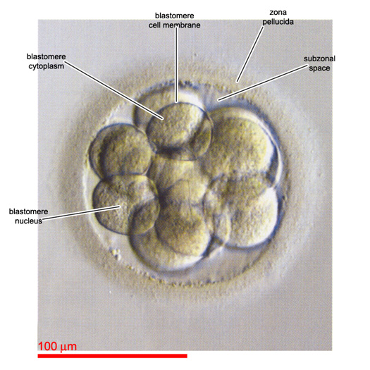 12-cell embryo