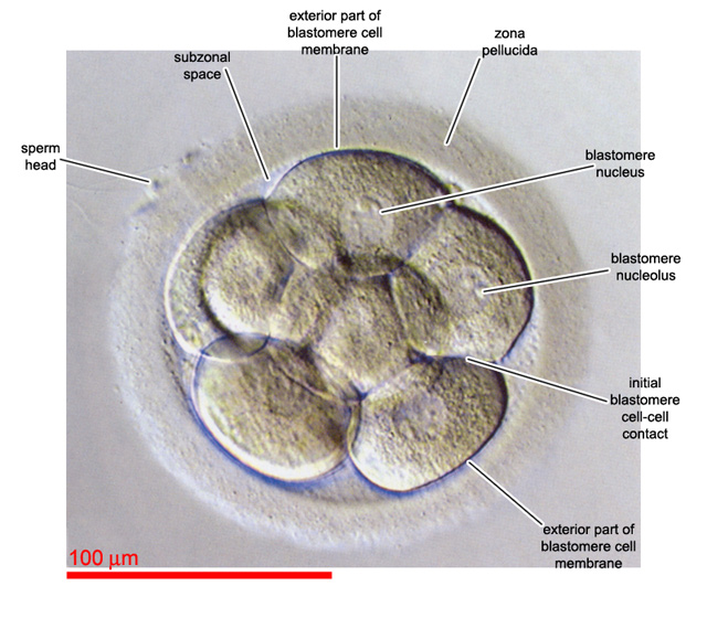 Initial stage of compaction