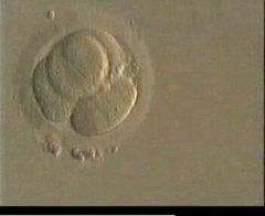 4 Cells