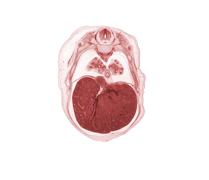 T-7 spinal ganglion, T-7 spinal nerve, efferent hepatic vein, inferior vena cava, intermediate zone, junction of hepatic veins and inferior vena cava, left lobe of liver, lower lobe of left lung, lower lobe of right lung, marginal zone, peritoneal cavity, pleural recess, posterior intercostal artery, pulmogenic coat, pulmonary ligament, rib 8, sympathetic trunk, ventricular zone