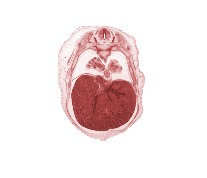 T-7 spinal ganglion, aorta, diaphragm, dorsal meso-esophagus, edge of umbilical cord, efferent hepatic vein, inferior vena cava, latissimus dorsi muscle, liver prominence, lower lobe of left lung, lower lobe of right lung, peritoneal cavity, rectus abdominis muscle, rib 8, rib 9, sympathetic trunk