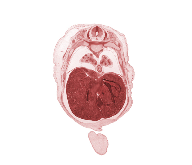 T-6 spinal ganglion, aorta, azygos vein, cephalic edge of umbilical cord, ductus venosus, efferent hepatic vein, inferior vena cava (hepatic part), liver prominence, lower lobe of left lung, lower lobe of right lung, muscular layer of esophagus, neural arch, osteogenic layer, rib 8, rib 9, subarachnoid space, surface ectoderm, sympathetic trunk