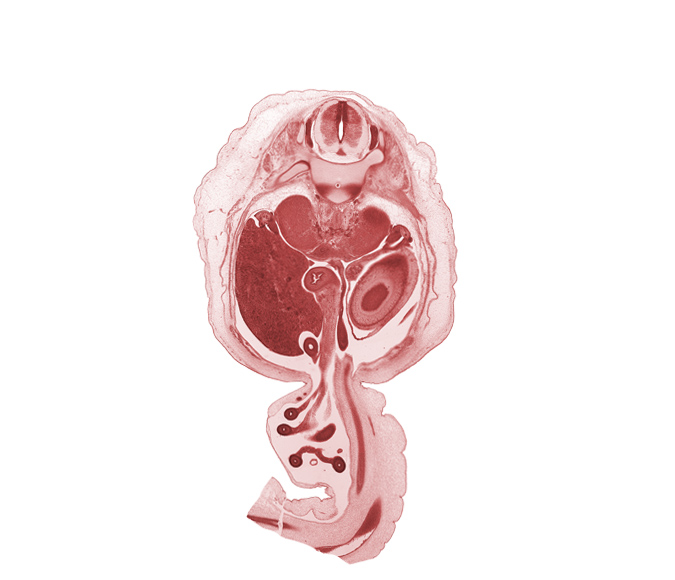 T-12 / L-1 intervertebral disc, T-12 spinal ganglion, T-12 ventral root, allantois, aorta, body of dorsal pancreas, caudal edge of left lobe of liver, distal limb of herniated midgut, dorsal mesogastrium, duodenum, hindgut (colon), jejunum, left umbilical artery, lesser sac (omental bursa), mesentery, mesocolon, notochord, omphalomesenteric artery, proximal limb of herniated midgut, right lobe of liver, superior mesenteric ganglion, suprarenal gland medulla, sympathetic trunk, testis, umbilical vein