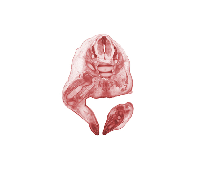 L-5 dorsal root, L-5 spinal ganglion, S-1 / S-2 intervertebral region, S-1 spinal ganglion, S-1 spinal nerve, S-2 / S-3 intervertebral region, S-2 spinal nerve, S-3 spinal nerve, anal pit, anal tubercle, blastemata of extensor muscles of foot, blastemata of flexor muscles of foot, coccyx, cochlear duct part of otic vesicle, femoral nerve, gluteus maximus muscle, gonad, knee joint, medial condyle of tibia, sciatic nerve