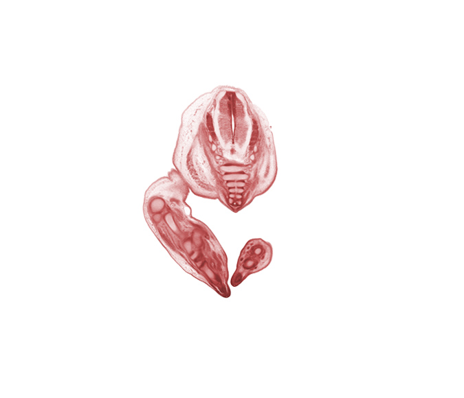 Co-1 / Co-2 intervertebral region, Co-1 spinal nerve, Co-2 / Co-3 intervertebral region, S-2 dorsal root, S-2 spinal ganglion, S-3 / S-4 intervertebral region, S-3 spinal ganglion, S-3 spinal nerve, S-4 / S-5 intervertebral region, S-4 spinal ganglion, S-4 spinal nerve, S-5 / Co-1 intervertebral region, S-5 spinal nerve, blastema of proximal phalynx (foot), coccyx, fibula, metatarsal cartilage, notochord, tarsal cartilage(s)