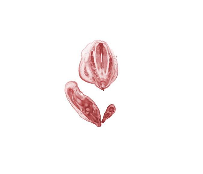 S-3 dorsal root, S-3 spinal ganglion, S-4 spinal ganglion, S-5 spinal ganglion, blastema of proximal phalynx (foot), caudal eminence, common fibular nerve, dorsum of foot, fibula, filum terminale, leg, metatarsal cartilage, neural arch, tarsal cartilage(s)