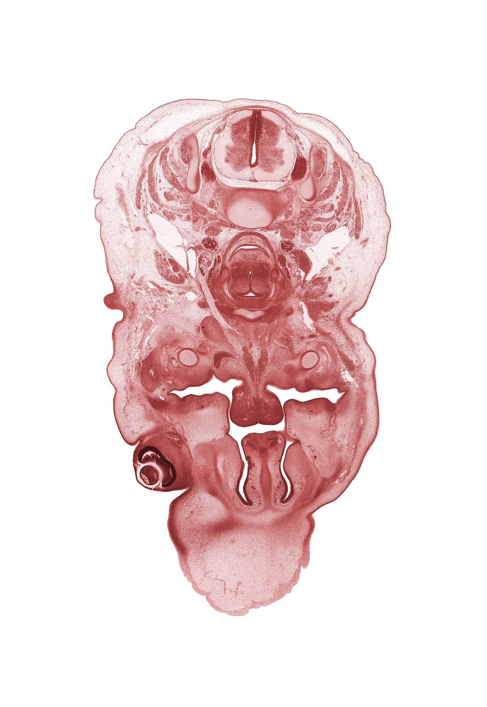 C-5 spinal ganglion, body of hyoid (pharyngeal arch 3 cartilage), body of tongue, cornea, dorsal horn of grey matter, frontal prominence, geniohyoid muscle, hypoglossal nerve (CN XII), inferior ganglion of vagus nerve (CN X), internal carotid artery, internal jugular vein, jugular lymph sac, middle cervical sympathetic ganglion, nasal capsule, nasal cavity (nasal sac), nasal septal cartilage, palatine shelf, pharyngeal arch 1 cartilage (Meckel), platysma muscle, ventral horn of grey matter, vertebral artery