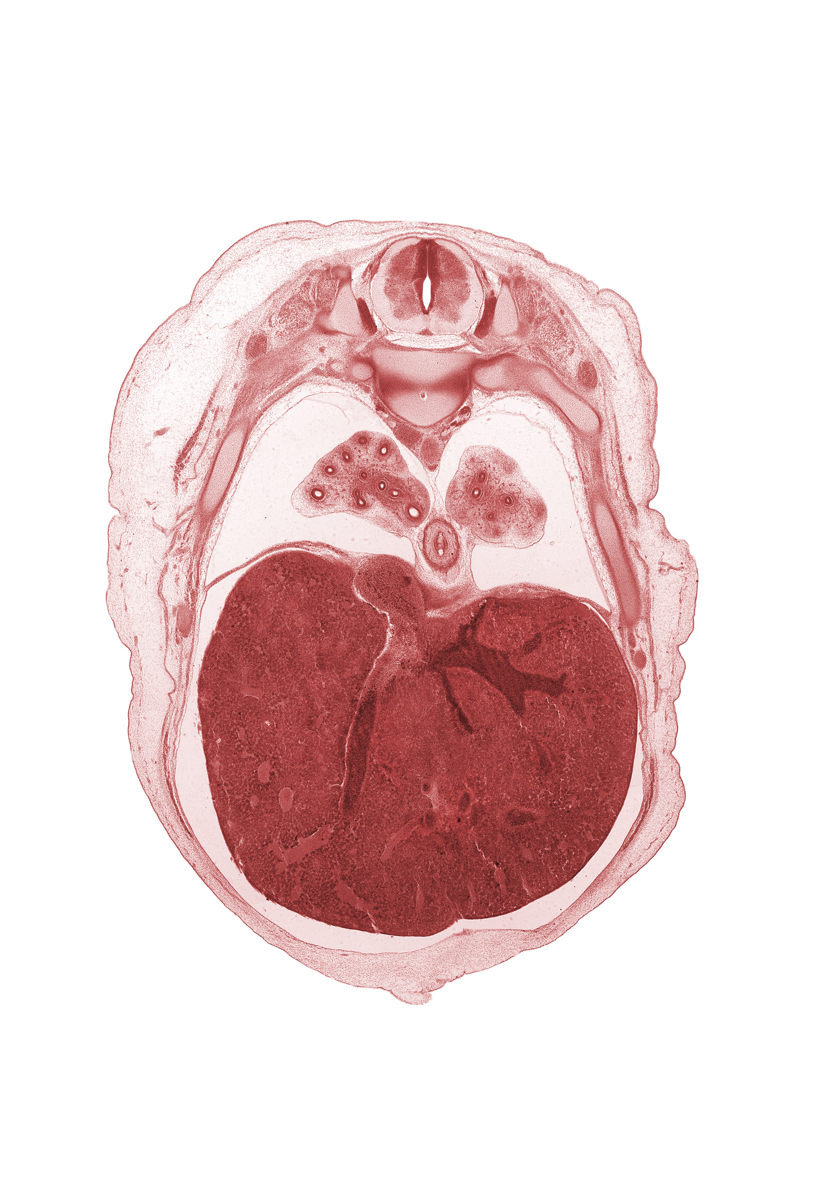 T-7 spinal ganglion, aorta, diaphragm, dorsal meso-esophagus, edge of umbilical cord, efferent hepatic vein, inferior vena cava, latissimus dorsi muscle, liver prominence, lower lobe of left lung, lower lobe of right lung, peritoneal cavity, rectus abdominis muscle, rib 8, rib 9, sympathetic trunk