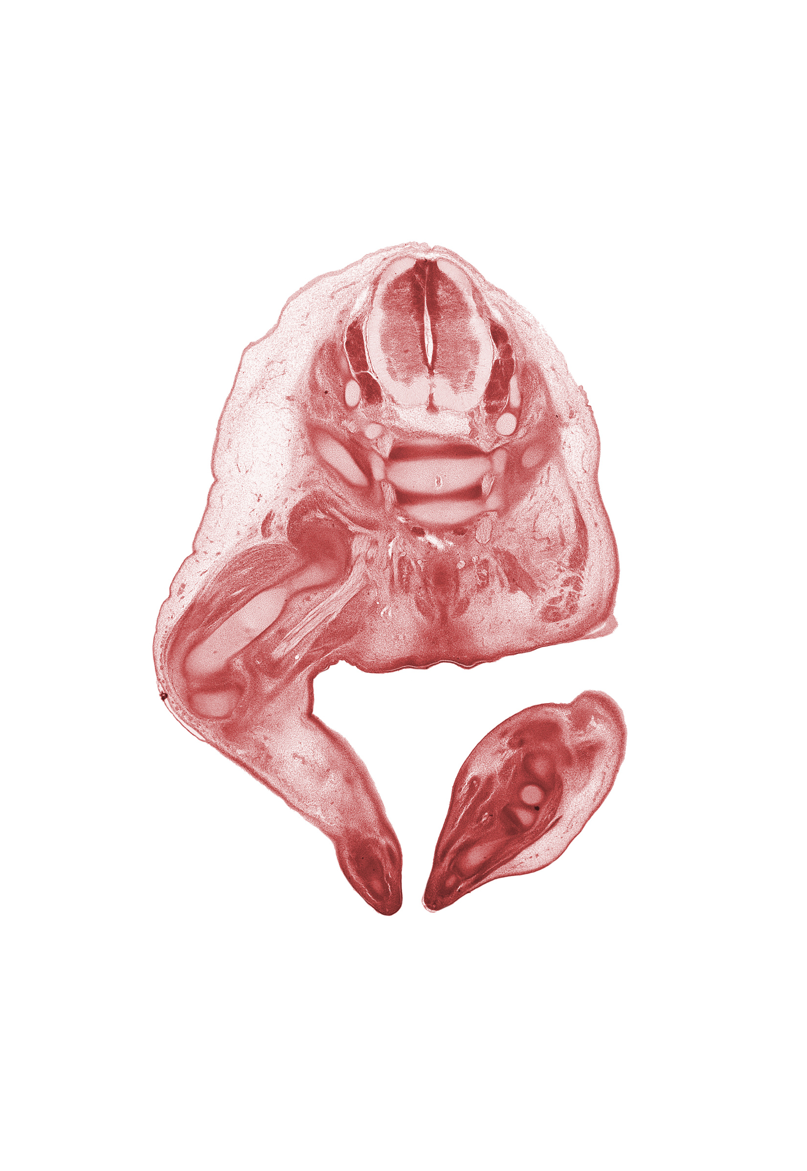 L-5 dorsal root, L-5 spinal ganglion, S-1 / S-2 intervertebral region, S-1 spinal ganglion, S-1 spinal nerve, S-2 / S-3 intervertebral region, S-2 spinal nerve, S-3 spinal nerve, anal pit, anal tubercle, blastemata of extensor muscles of foot, blastemata of flexor muscles of foot, coccyx, cochlear duct part of otic vesicle, femoral nerve, gluteus maximus muscle, gonad, knee joint, medial condyle of tibia, sciatic nerve