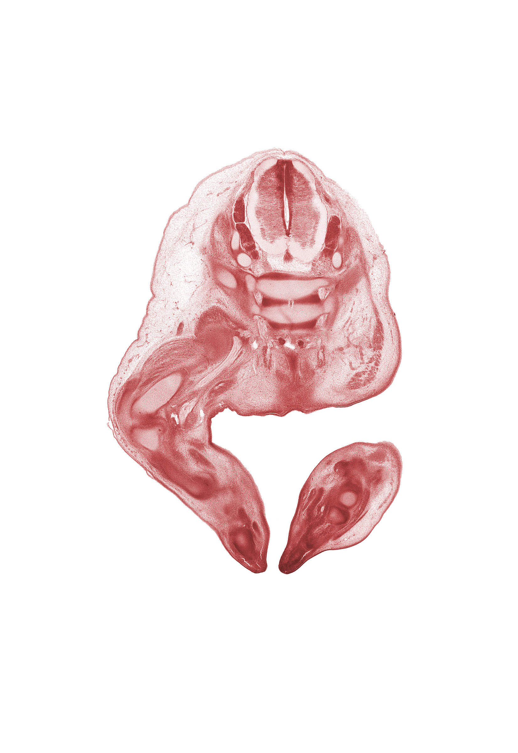 S-1 / S-2 intervertebral region, S-1 spinal ganglion, S-1 spinal nerve, S-2 spinal ganglion, S-2 spinal nerve, S-3 / S-4 intervertebral region, S-3 spinal nerve, anal pit, anal tubercle, blastemata of extensor muscle(s), digital ray, dorsum of foot, knee joint, medial condyle of tibia, neural arch, notochord, plantar surface of foot, sciatic nerve