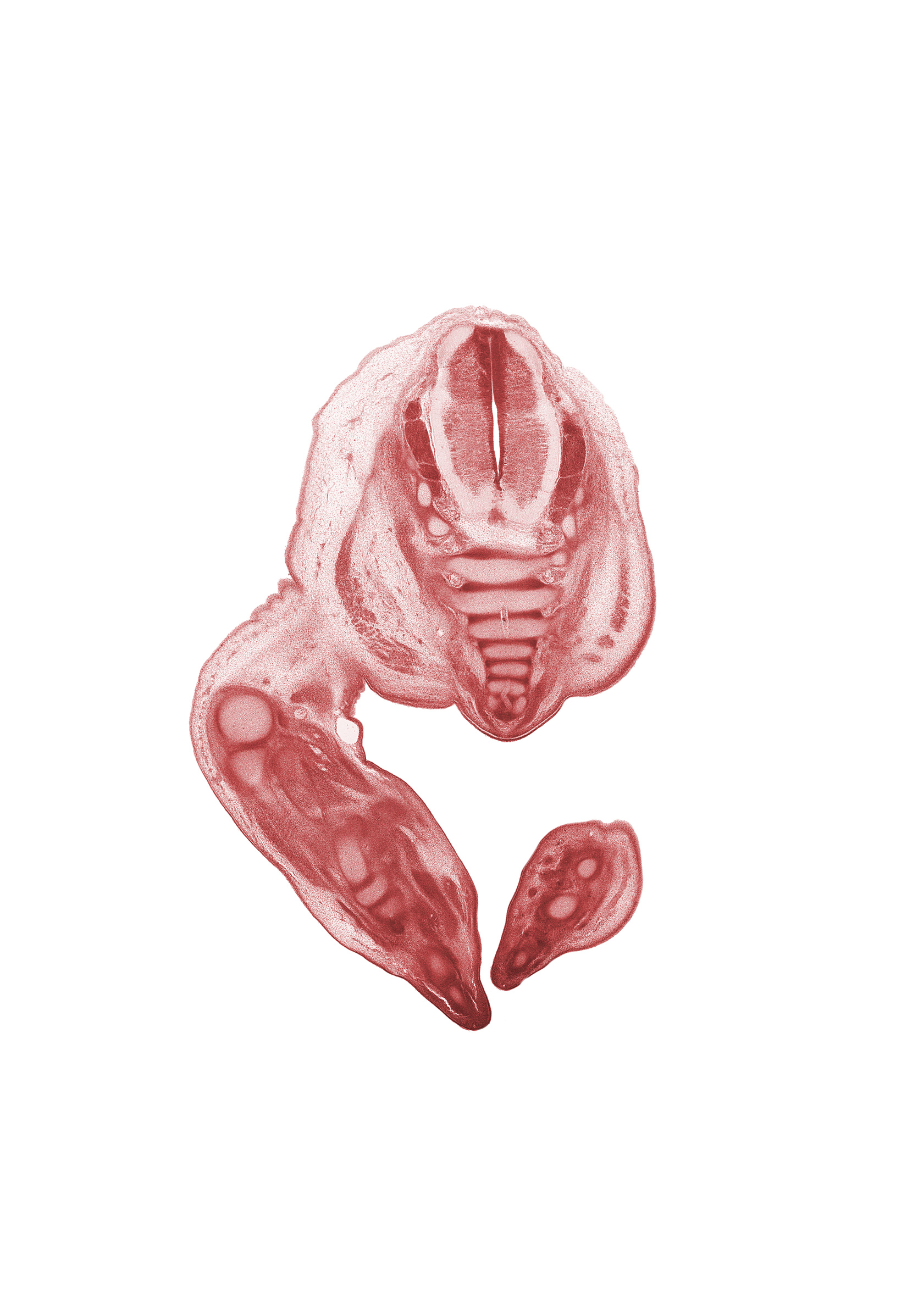 Co-1 / Co-2 intervertebral region, Co-1 spinal nerve, Co-2 / Co-3 intervertebral region, Co-3 / Co-4 intervertebral region, S-1 dorsal root, S-2 spinal ganglion, S-3 / S-4 intervertebral region, S-3 spinal ganglion, S-3 spinal nerve, S-4 / S-5 intervertebral region, S-4 spinal nerve, S-5 / Co-1 intervertebral region, S-5 spinal nerve, blastema of proximal phalynx (foot), caudal end of sacrum, coccygeal plexus, femur, lateral condyle of tibia, metatarsal cartilage, tarsal cartilage(s)