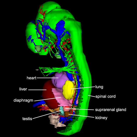 Organs - Posterior Oblique