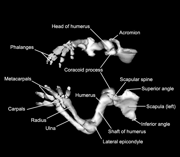 pectoral girdle and upper limb