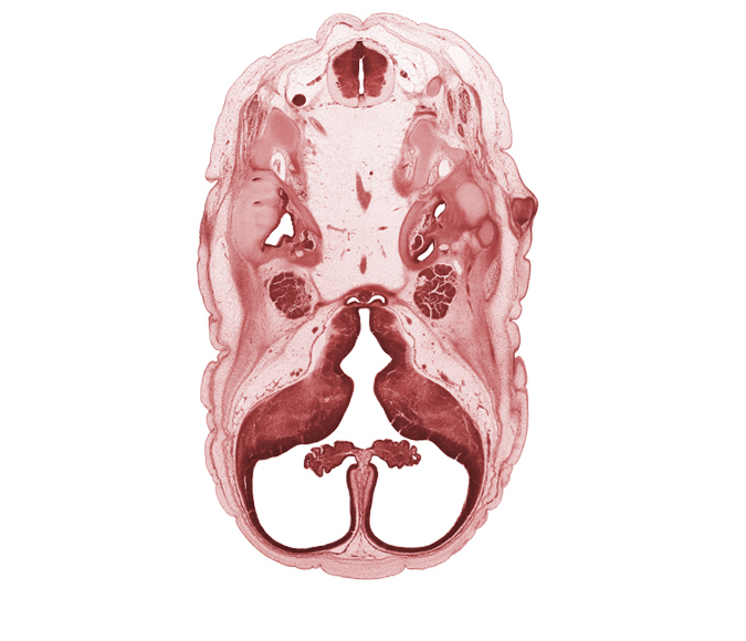 C-1 spinal nerve, abducens nerve (CN VI), basilar artery, central canal, cerebral vesicle (hemisphere), choroid plexus, cochlear duct, facial nerve (CN VII), falx cerebri region, head mesenchyme, hypoglossal nerve (CN XII), interventricular foramen, junction of basilar artery and vertebral arteries, lateral ventricle, lateral ventricular eminence (telencephalon), medial ventricular eminence (diencephalon), neurohypophysis, otic capsule cartilage, pharyngeal arch 1 cartilage (Meckel), posterior communicating artery, subarachnoid space, trigeminal ganglion (CN V), utricle, venous plexus(es), vertebral artery