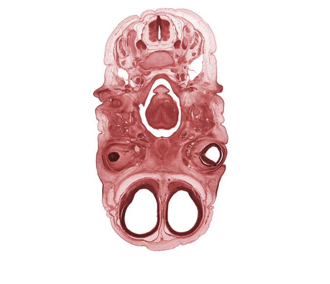 C-3 spinal ganglion, C-3 spinal nerve, anterior cerebral artery, artifact space(s), cornea, facial nerve (CN VII), glossopharyngeal nerve (CN IX), intraretinal space (optic vesicle cavity), optic cup cavity, optic nerve (CN II), pigmented layer of retina, retropharyngeal space, subarachnoid space, superior cervical sympathetic ganglion, vagus nerve (CN X)