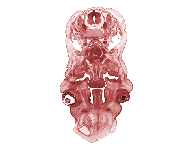 C-5 spinal ganglion, C-5 spinal nerve, body of hyoid (pharyngeal arch 3 cartilage), cornea, falx cerebri region, hypoglossal nerve (CN XII), lens, longissimus muscle, middle cervical sympathetic ganglion, middle pharyngeal constrictor muscle, nasal capsule cartilage condensation, nasal septal cartilage, neural layer of retina, olfactory epithelium (placode), palatine shelf, pigmented layer of retina, platysma muscle, semispinalis capitis muscle, semispinalis cervicis muscle, splenius muscle, submandibular duct, vagus nerve (CN X), vascular plexus