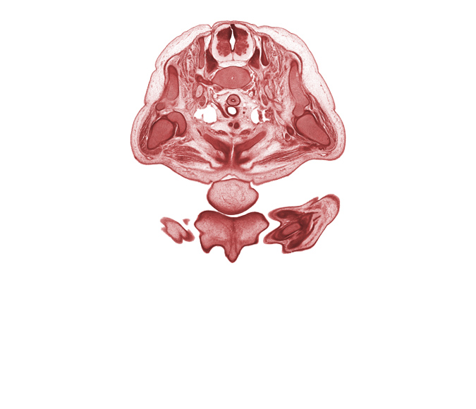 C-8 spinal ganglion, C-8 spinal nerve, central canal, centrum of C-7 vertebra, chin, columnella, common carotid artery, coracoid process of scapula, glenohumeral joint, humerus, metacarpal 1, naris, neural arch, notochord, primary palate, retro-esophageal space, rib 1, scapula, thymus gland, tracheal lumen