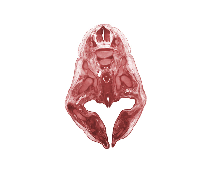 L-3 spinal ganglion, common iliac artery, femoral nerve, hip joint, ischiorectal fossa, ischium, labial swelling, labium minor, lumbosacral trunk, metatarsal(s), neural arch, peritoneal cavity, plantar surface of foot, pudendal nerve, rectum, sciatic nerve, tarsal region, tibia, tibial nerve, urethra, vaginal vestibule