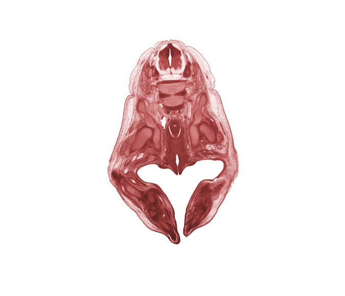 L-3 spinal ganglion, L-4 / L-5 intervertebral disc, fibula, head of femur, hip joint, ilium, ischium, labial swelling, labium minor, metatarsal(s), neural arch of L-3 vertebra, pelvic plexus, peritoneal cavity, rectum, sciatic nerve, sympathetic trunk, tarsal region, vaginal vestibule