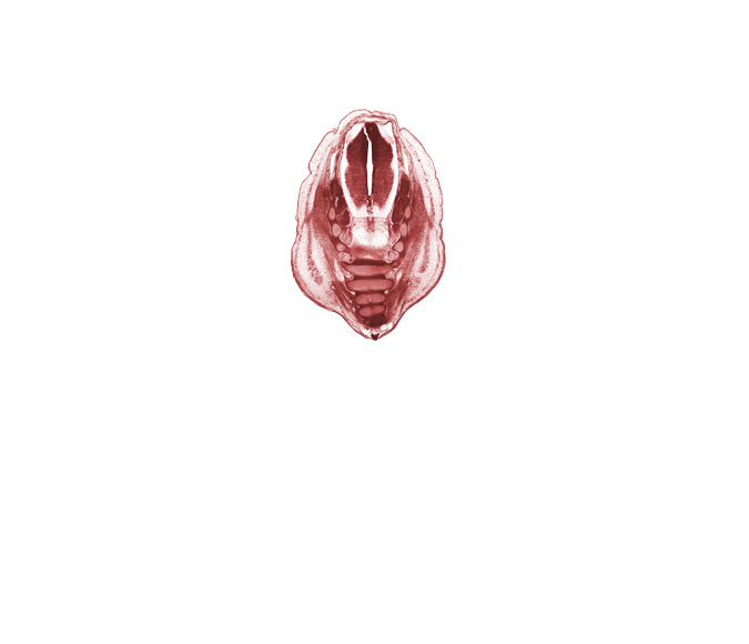 L-5 spinal ganglion, S-1 spinal ganglion, S-2 spinal ganglion, S-3 ventral primary ramus, S-4 / S-5 intervertebral region, S-4 ventral primary ramus, artifact separation(s), caudal eminence, centrum of S-5 vertebra, coccyx, filum terminale, neural arch, neural arch of S-2 vertebra, neural arch of S-4 vertebra, osteogenic layer, spinalis muscle