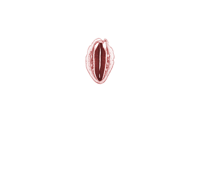 L-5 dorsal root, artifact space(s), central canal, intermediate zone, marginal zone, osteogenic layer, ventricular zone