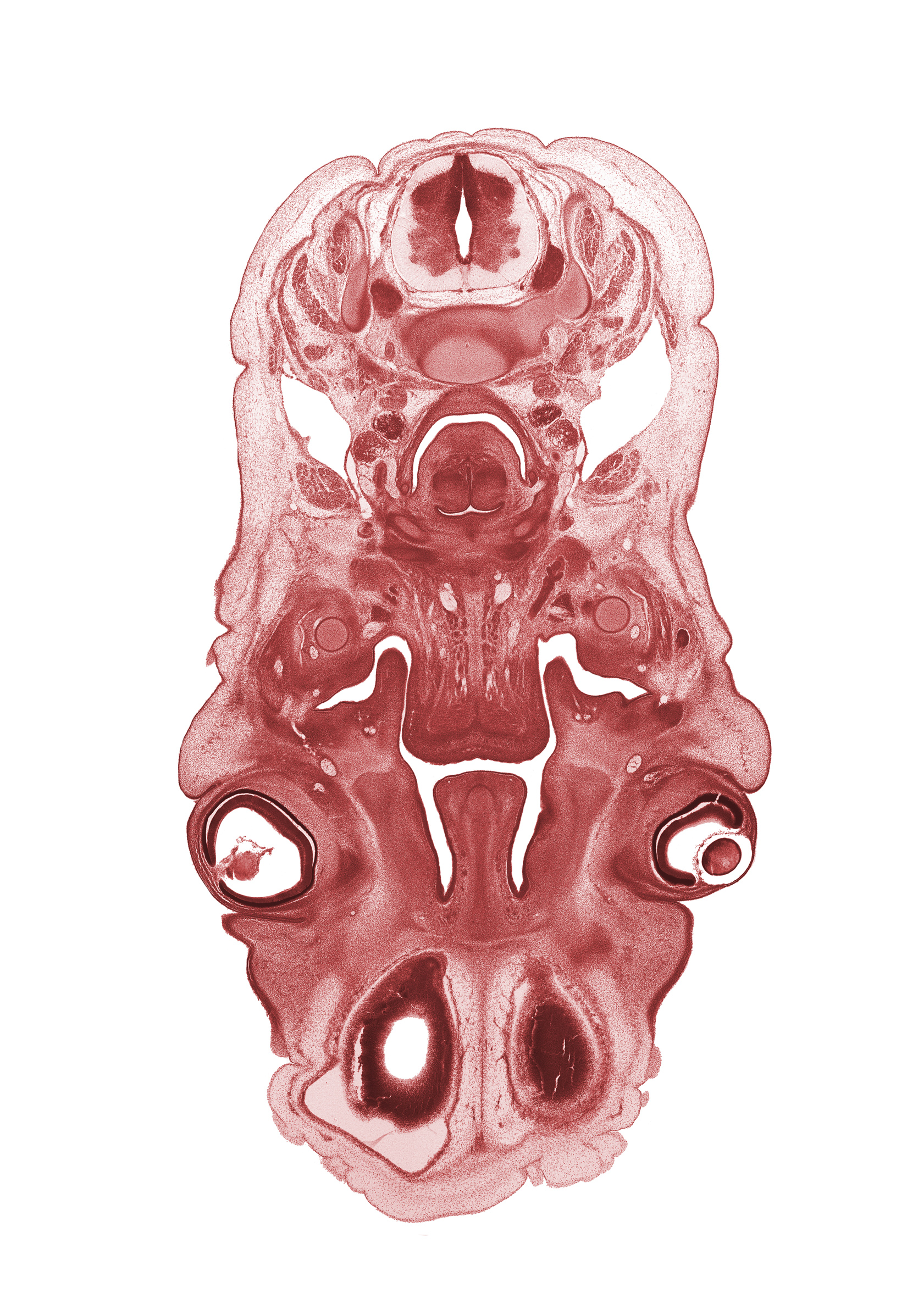 C-3 / C-4 intervertebral disc, C-4 spinal ganglion, cornea, edge of lateral ventricle, extrinsic ocular muscle(s), greater horn of hyoid (pharyngeal arch 3 cartilage), hyaloid vessel(s), hypoglossal nerve (CN XII), internal carotid artery, intraretinal space (optic vesicle cavity), lens, mandible, masseter muscle, middle pharyngeal constrictor muscle, nasal capsule cartilage condensation, olfactory bulb, olfactory epithelium (placode), olfactory filia (CN I), submandibular gland, upper eyelid, vascular plexus