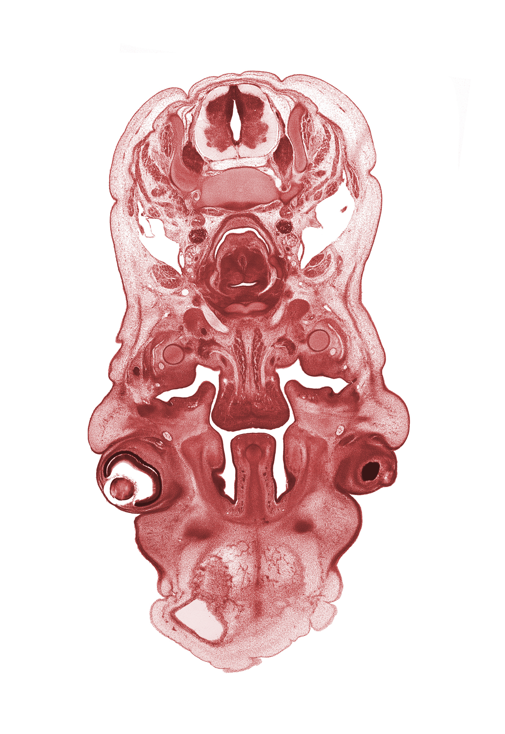 C-5 spinal ganglion, C-5 spinal nerve, body of hyoid (pharyngeal arch 3 cartilage), cornea, falx cerebri region, hypoglossal nerve (CN XII), lens, longissimus muscle, middle cervical sympathetic ganglion, middle pharyngeal constrictor muscle, nasal capsule cartilage condensation, nasal septal cartilage, neural layer of retina, olfactory epithelium (placode), palatine shelf, pigmented layer of retina, platysma muscle, semispinalis capitis muscle, semispinalis cervicis muscle, splenius muscle, submandibular duct, vagus nerve (CN X), vascular plexus