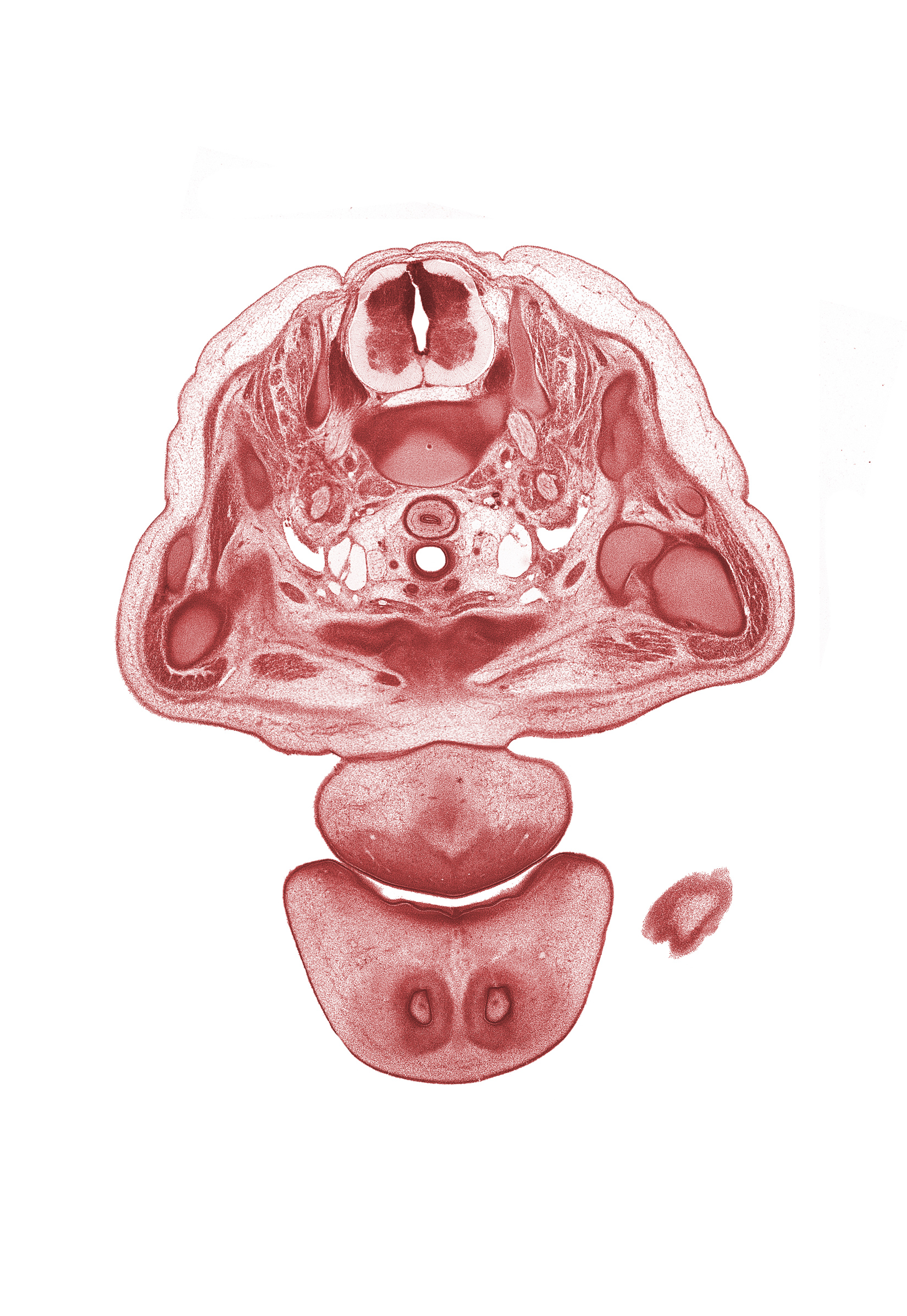 C-6 / C-7 intervertebral disc, C-8 spinal ganglion, chin, deltoid muscle, edge of upper limb, epithelial plug in naris, glenohumeral joint, head of humerus, middle trunk of brachial plexus (C-7), neural arch, nose, oral fissure, pectoralis minor muscle, primary palate, strap muscles of neck, trachea, trapezius muscle, upper trunk of brachial plexus (C-5, C-6)