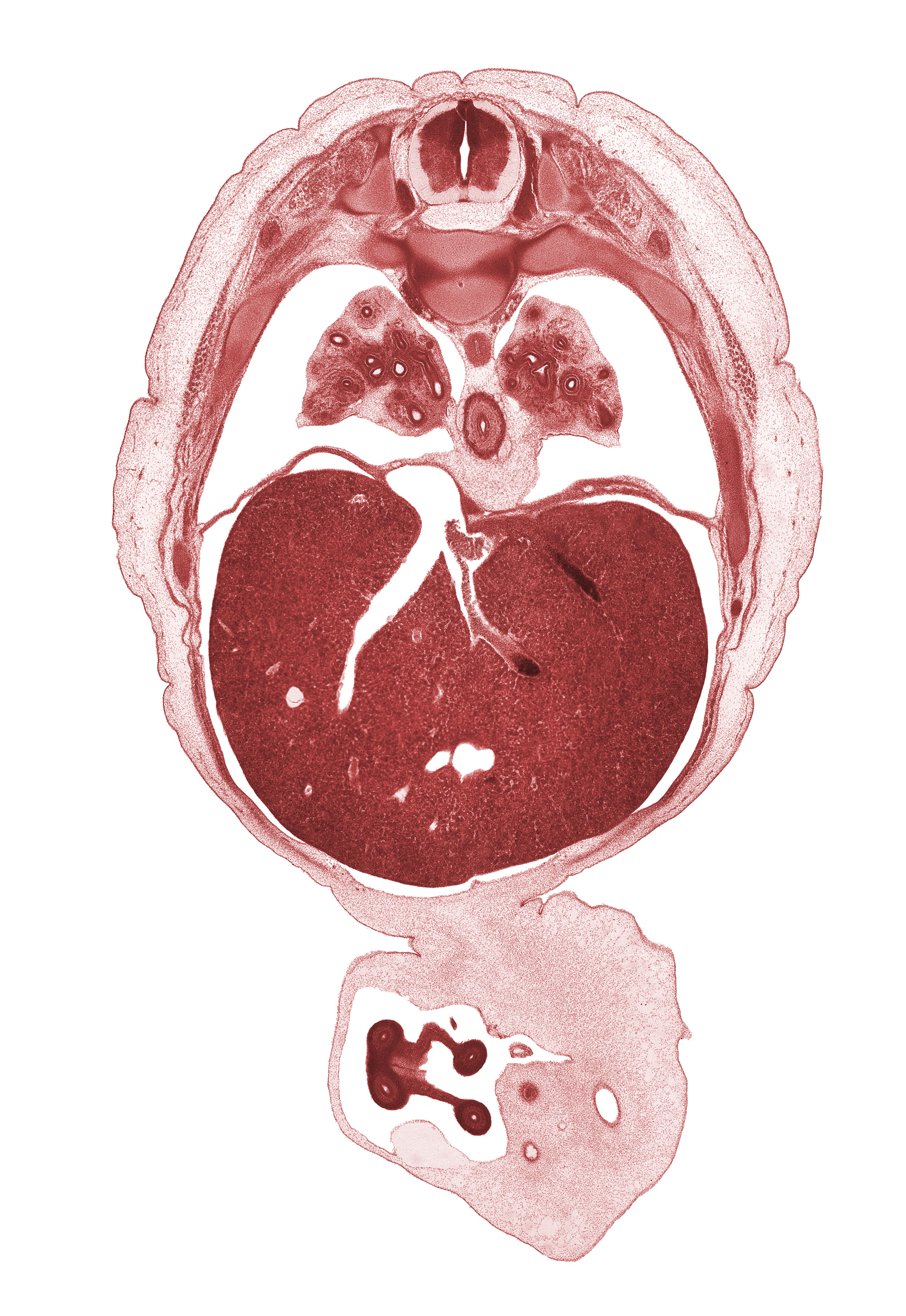 T-7 spinal ganglion, T-8 spinal nerve, allantois, amnion, caudal edge of pericardial sac, central tendon of diaphragm, distal limb of herniated midgut, efferent hepatic vein, esophagus, lower lobe of left lung, lower lobe of right lung, pleural recess, proximal limb of herniated midgut, pulmogenic coat, rib 8, surface ectoderm, sympathetic trunk, umbilical coelom, umbilical vein