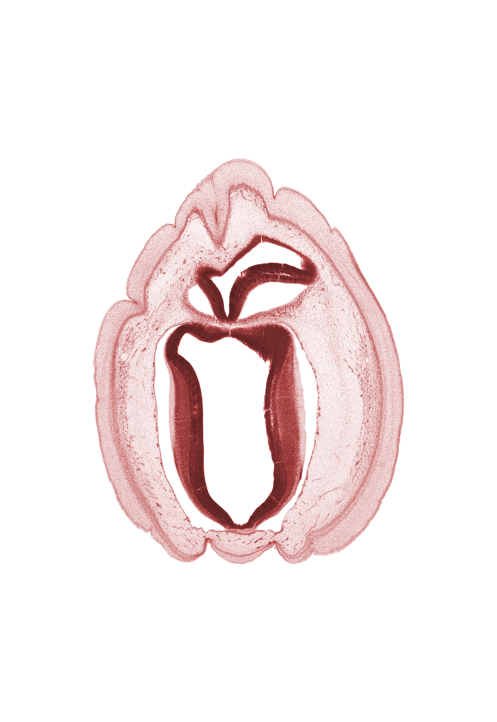 cerebral aqueduct (longitudinal section), osteogenic layer, rhombencoel (fourth ventricle), subarachnoid space