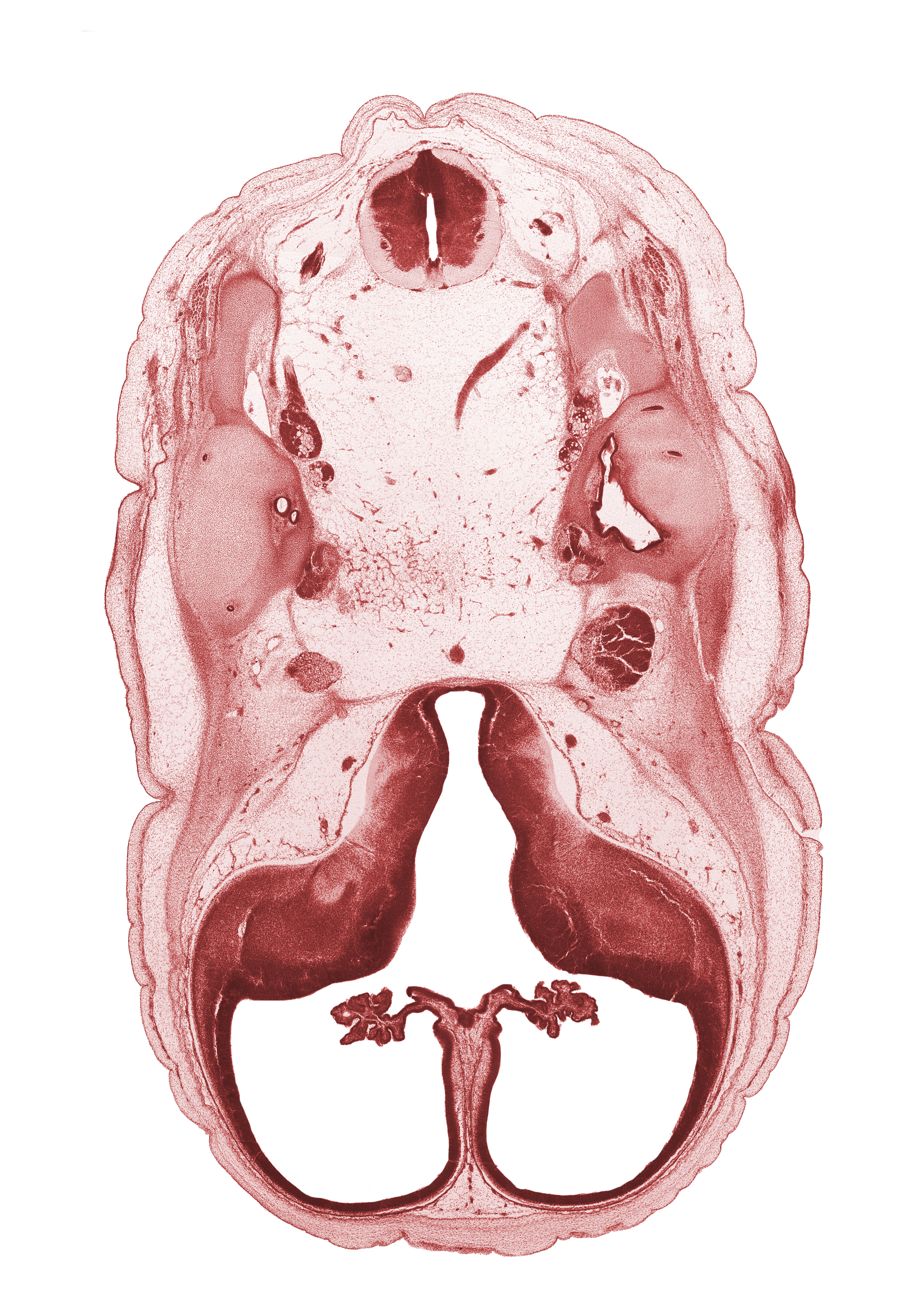 C-1 spinal ganglion, anterior semicircular duct, basilar artery, cerebral vesicle (hemisphere), common crus, facial nerve (CN VII), hippocampus, lateral semicircular duct, lateral ventricular eminence (telencephalon), medial ventricular eminence (diencephalon), posterior semicircular duct, trigeminal ganglion (CN V), utricle, vertebral artery
