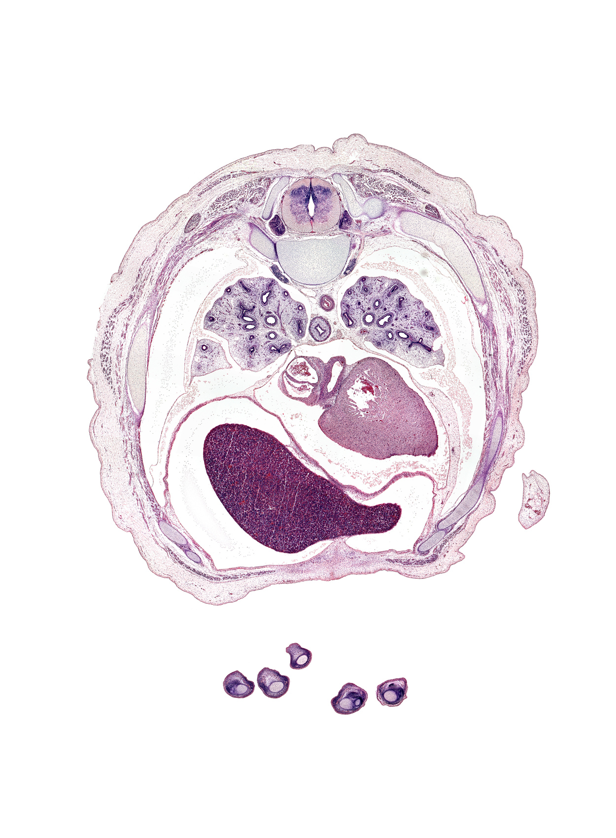 T-6 spinal ganglion, aorta, apex of heart, central tendon of diaphragm, communicating ramus, coronary sinus, elbow, esophagus muscularis, left lobe of liver, left ventricle, lingula of upper lobe of left lung, lower lobe of left lung, lower lobe of right lung, middle lobe of right lung, oblique fissure, pericardial cavity, pulmogenic mesenchyme, rib 6, rib 7, rib 8, rib 9, right lobe of liver, right ventricle, sympathetic trunk, valve of inferior vena cava