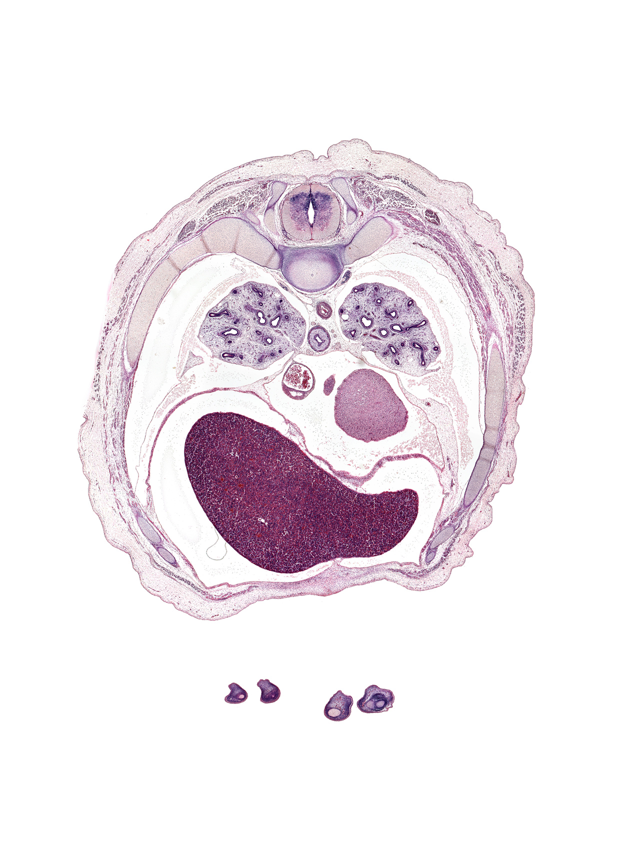 T-6 / T-7 interganglion region, T-6 / T-7 intervertebral disc, caudal edge of coronary sinus, caudal edge of upper lobe of left lung, central canal, costal margin, distal phalynx of left digit 5 (little finger), esophageal nerve plexus, head of rib 7, latissimus dorsi muscle, left lobe of liver, left ventricle, middle lobe of right lung, neural arch, oblique fissure, pericardial cavity, peritoneal cavity, rib 7, rib 8, rib 9, right lobe of liver, sympathetic trunk, trapezius muscle