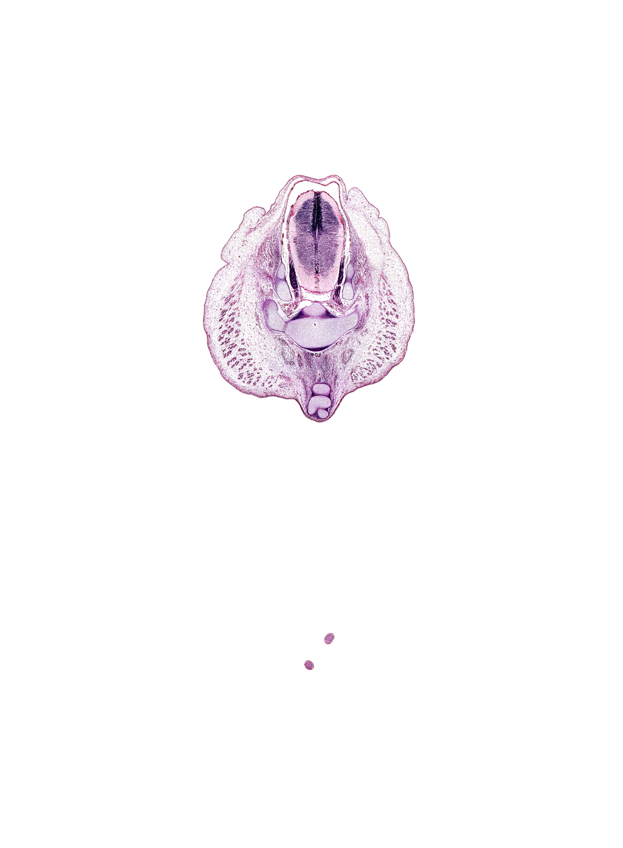 S-2 spinal ganglion, S-3 / S-4 intervertebral region, S-3 spinal ganglion, S-3 ventral primary ramus, S-4 / S-5 intervertebral region, caudal eminence, centrum of Co-3 vertebra, centrum of Co-4 vertebra, centrum of S-4 vertebra, gluteus maximus muscle, intermediate zone, marginal zone, median sacral artery, sympathetic trunk, tip of coccyx, tip of toes, ventricular zone
